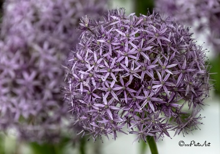 Lilac Twinkles