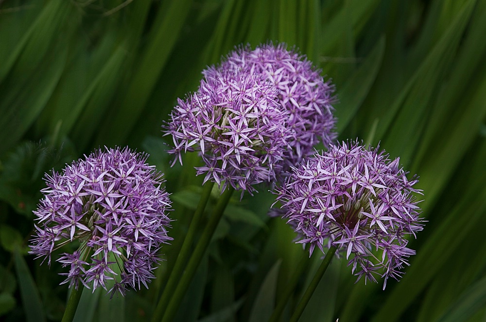 Allium Trio