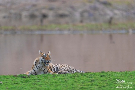Sultana-the beautiful tigress of zone :1
