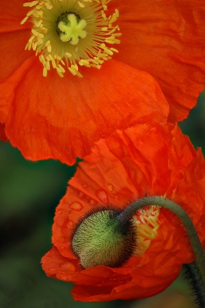 Orange Poppies and Bud