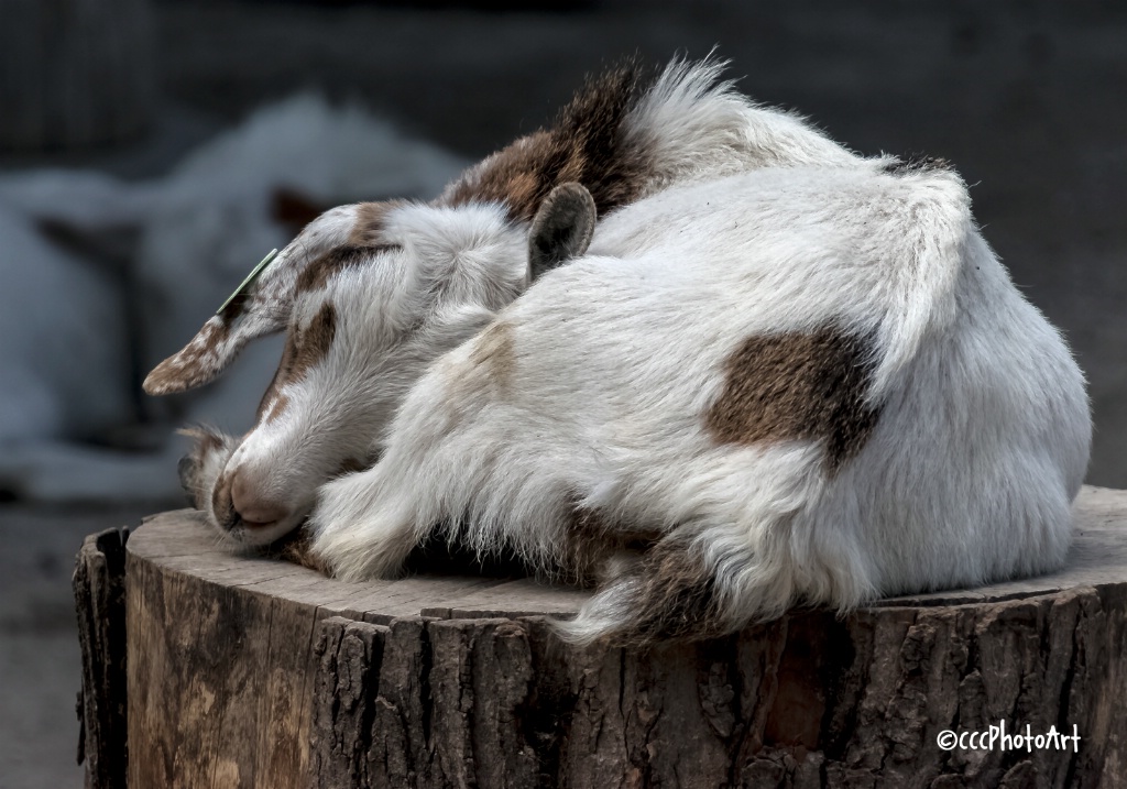 Nap Time - ID: 15723398 © Candice C. Calhoun