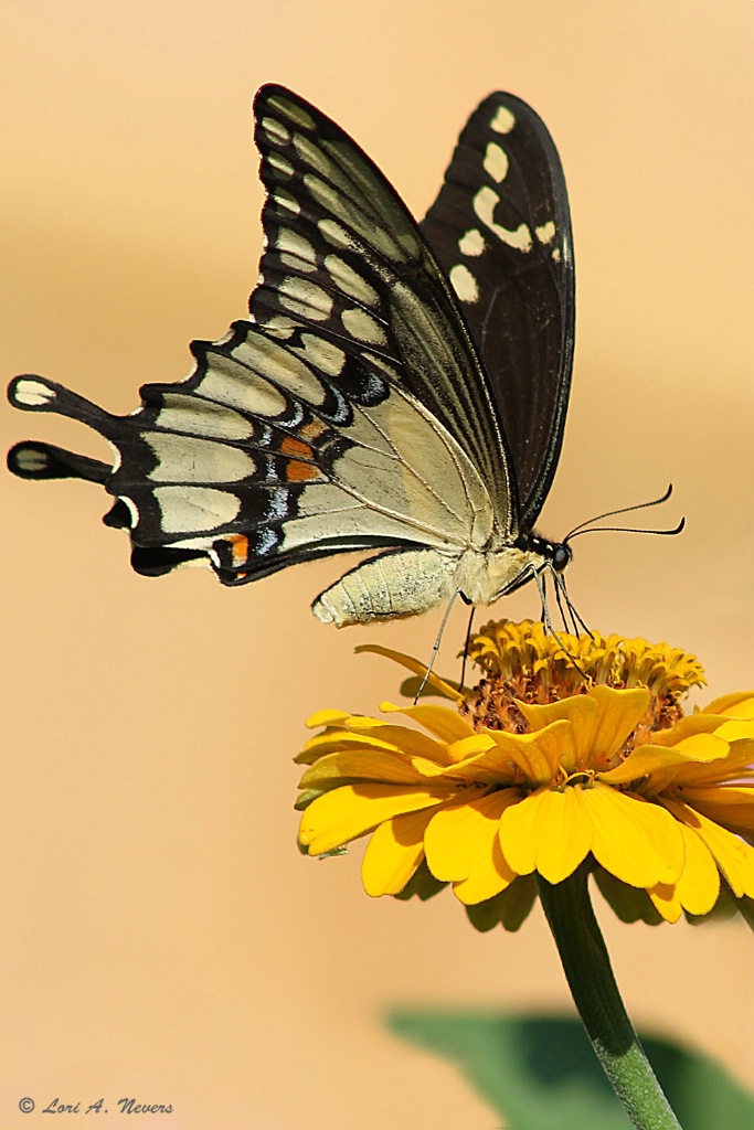 Giant Swallowtail 4