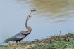 Darter (Anhinga m...