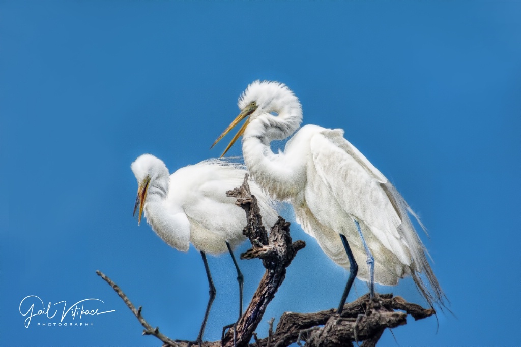 Egrets