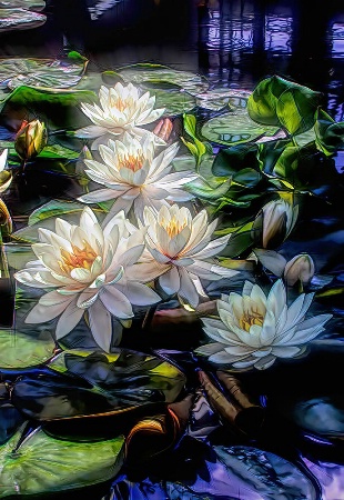 A Gathering Of Water Lilies