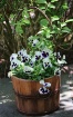 Pail of Pansies