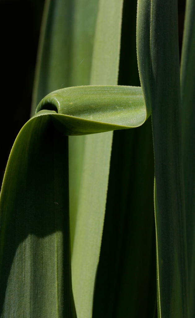 Yucca