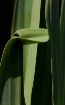 Yucca