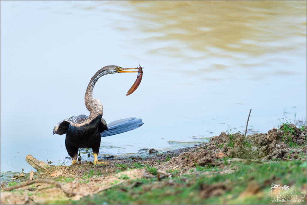 Darter (Anhinga melanogaster)  and a catfish-back 