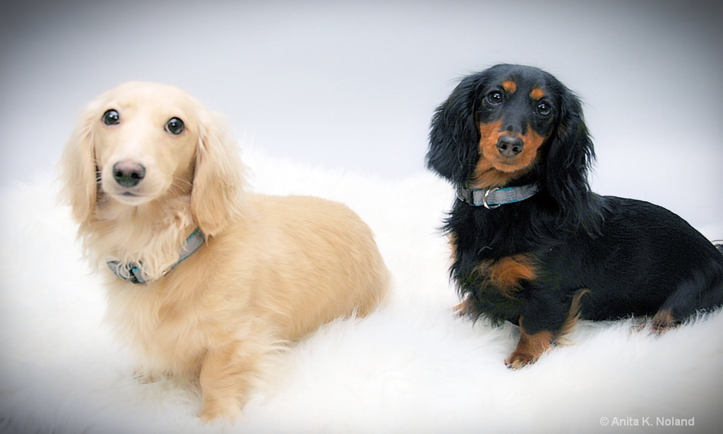 Posing Doxies - ID: 15723638 © Anita K. Noland