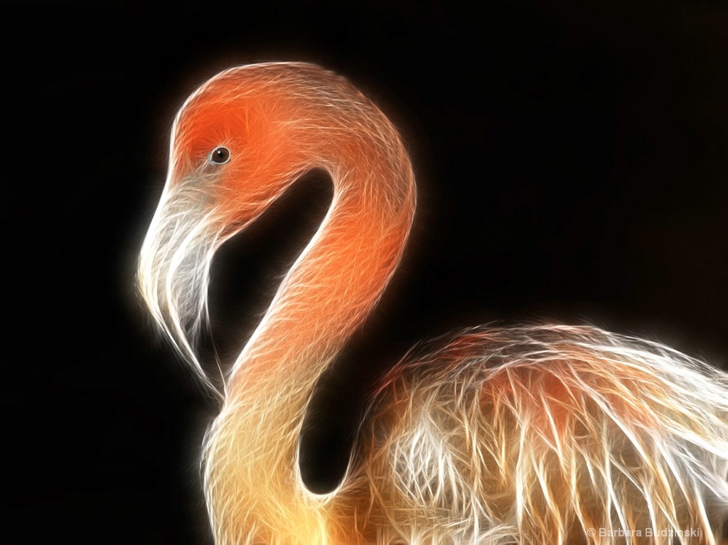 Flamingo