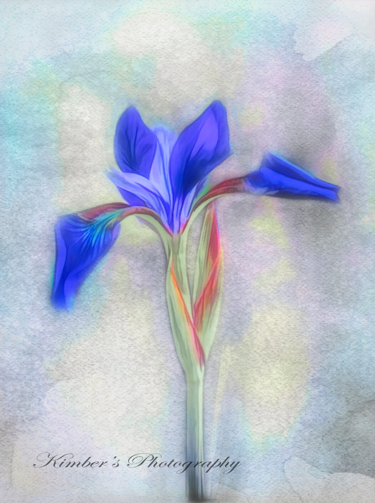 Iris Watercolored