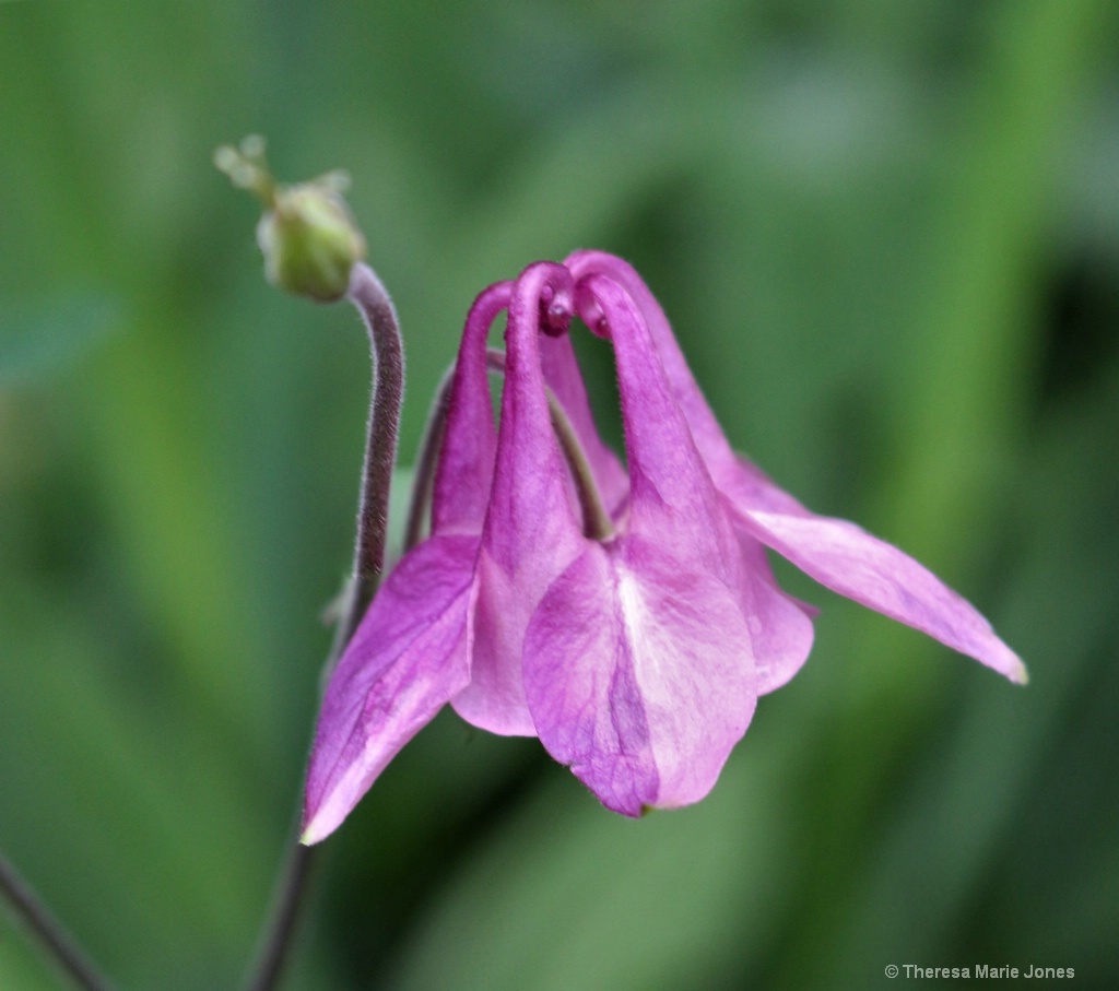 Lavender Columbine