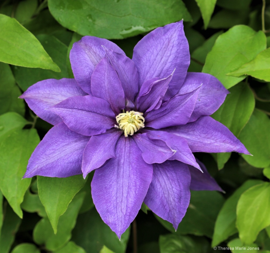Purple Petals - ID: 15723698 © Theresa Marie Jones