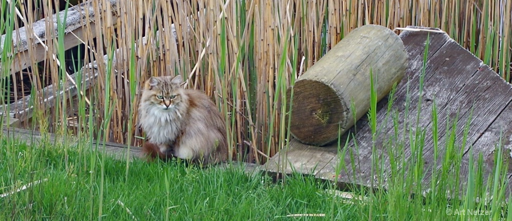 Fuzzy watching to get dinner