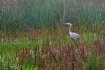 Heron in the Slou...