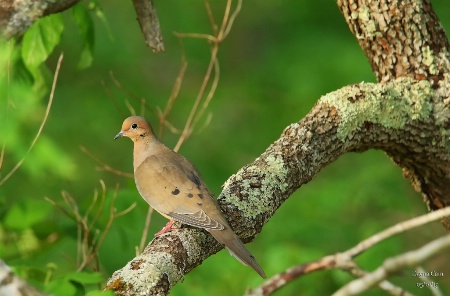 Morning Dove