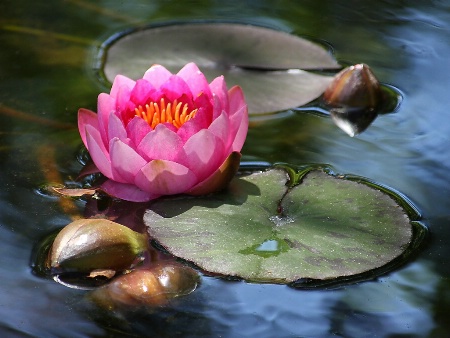 Pink water lily variations #3