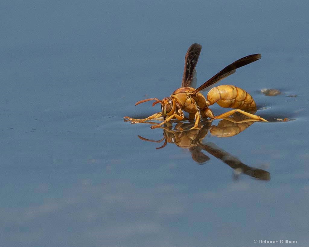 Wasp Drinking