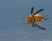 Wasp Drinking