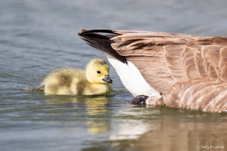 Solo Gosling With Father (best guess)