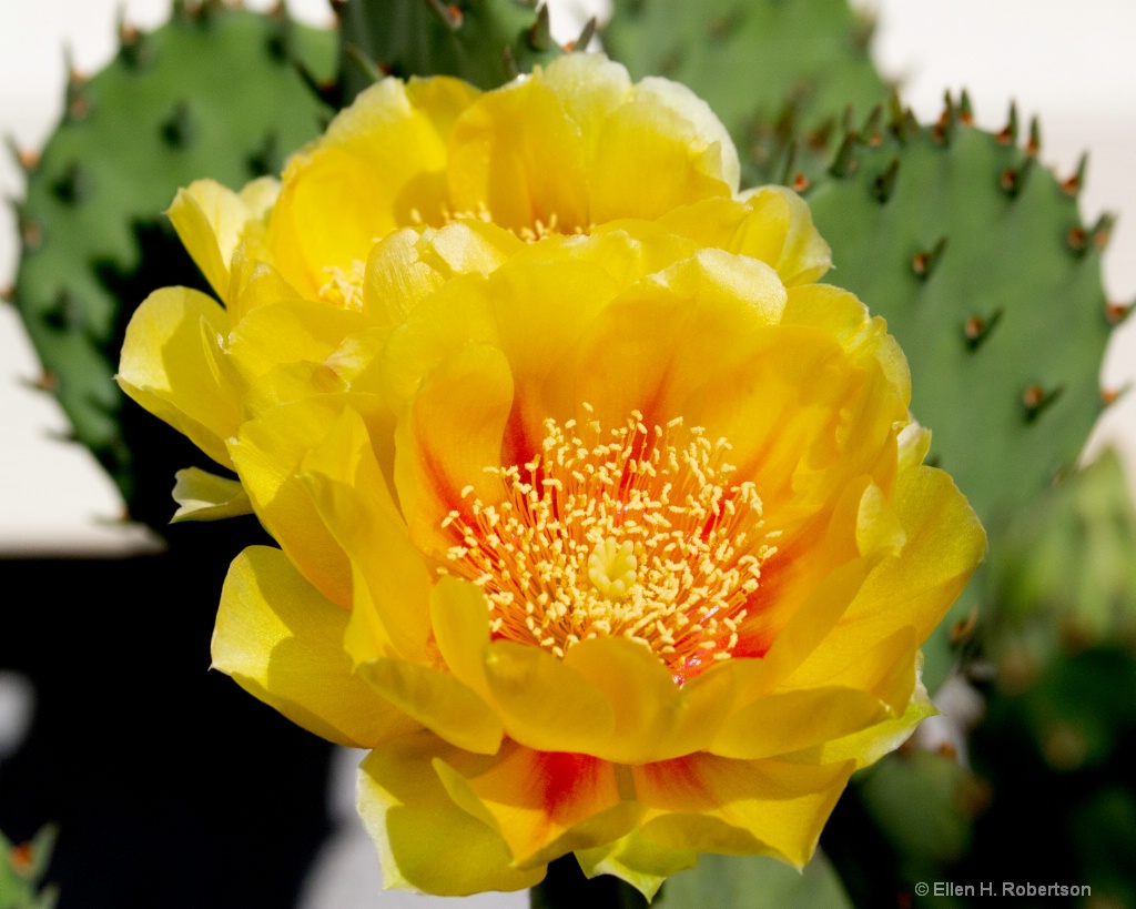 cactus flower