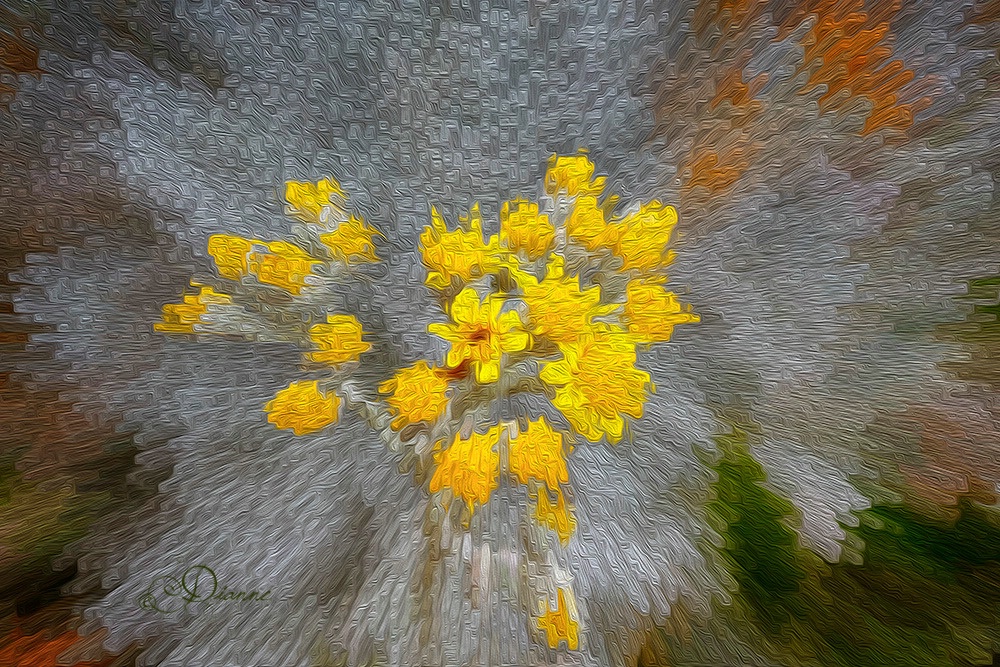 Flower Burst