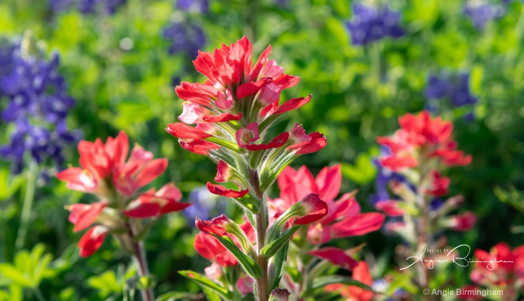 Indian paintbrush 