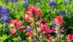 Indian paintbrush...