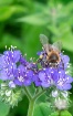 Pollinator