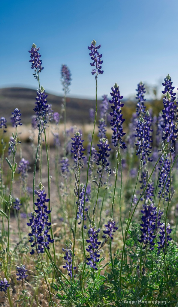 Mountain bluebonnets 