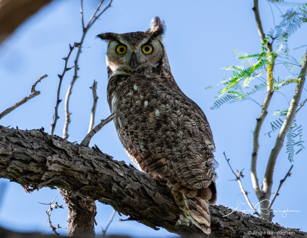 Great grey owl 