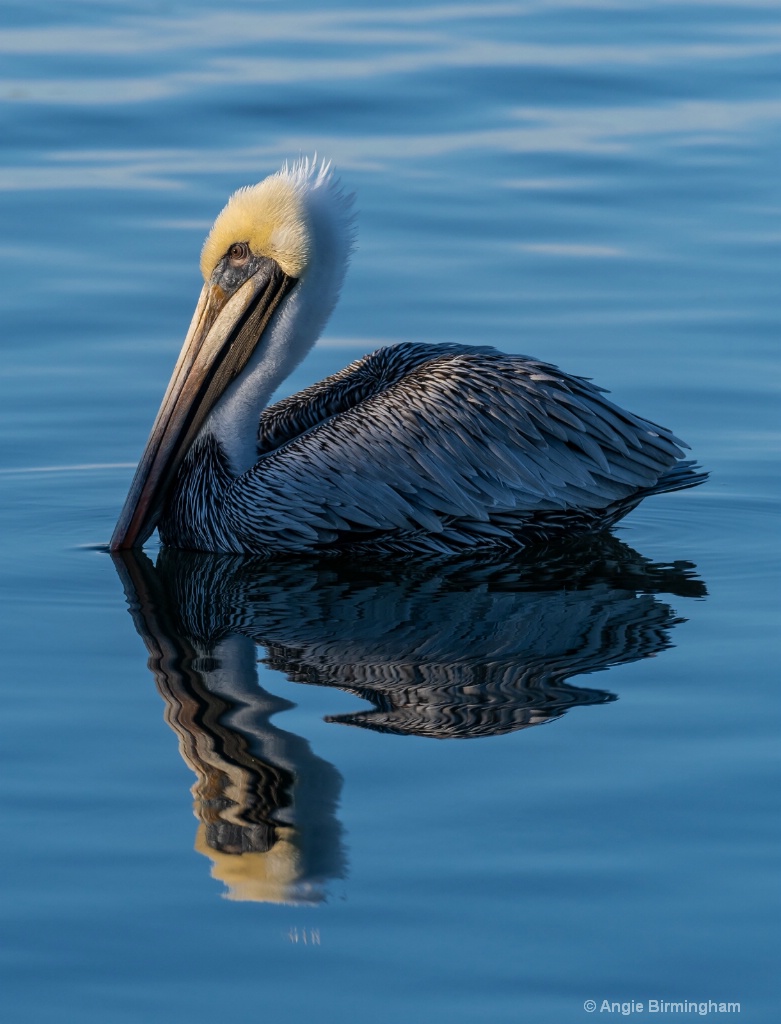 Pelican