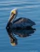 Pelican