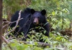 Mama black bear 