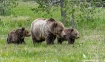 Grizzly 399 most ...