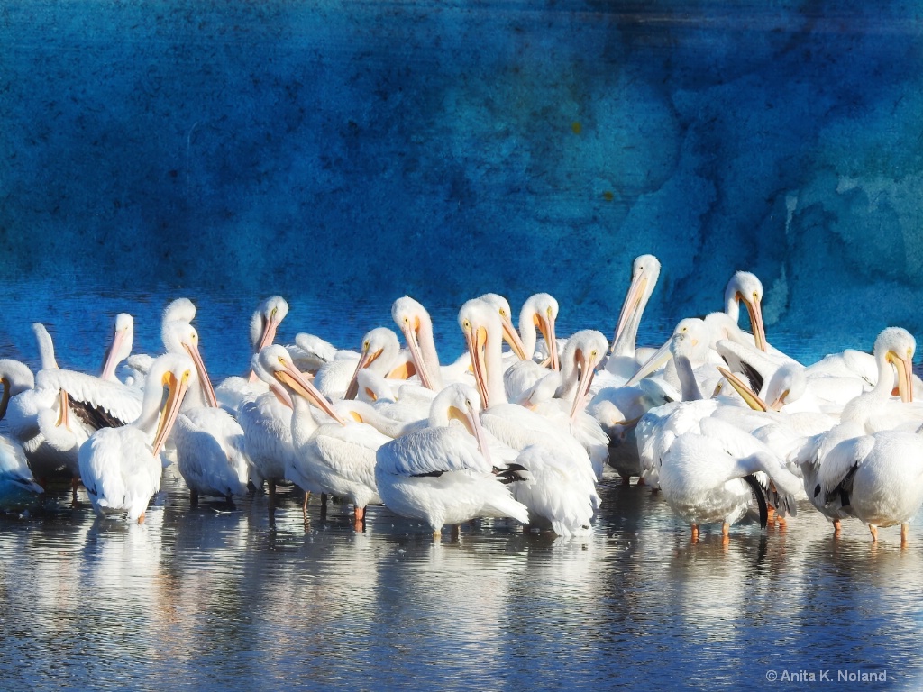 Pelican Reflection