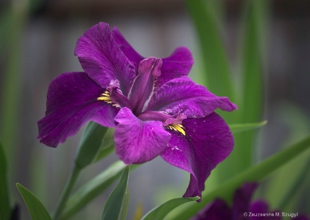 Water Iris