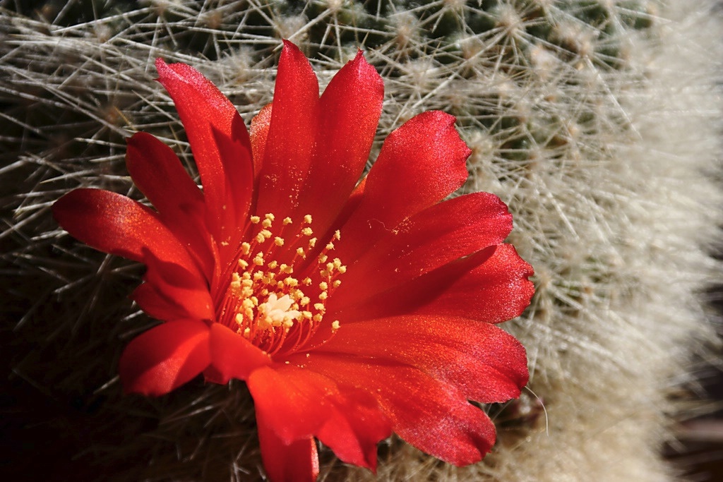 Red cactus flower