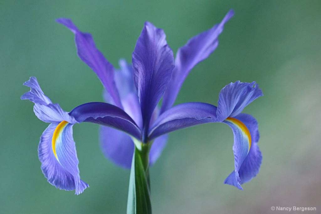 Dutch Iris