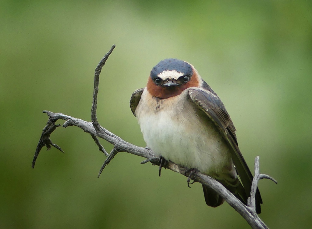 Cliff Swallow