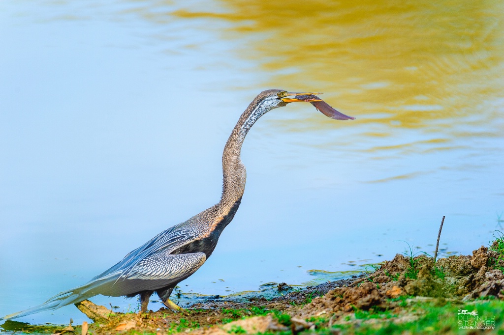 Darter (Anhinga melanogaster)  and a catfish_1