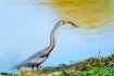Darter (Anhinga m...
