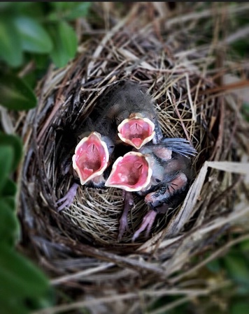  Hungry Babies