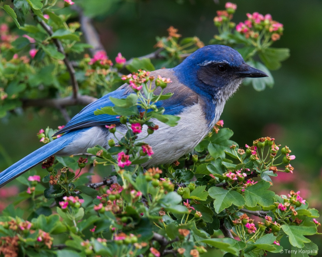 California Scrub-jay - ID: 15724282 © Terry Korpela