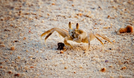 ~ ~ GHOST CRAB ~ ~ 