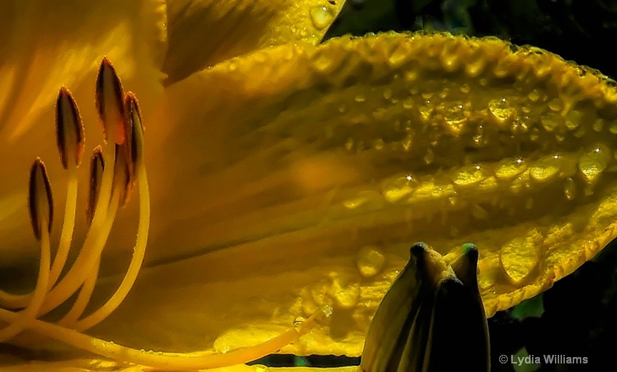 Stamens, Drops &  Bud - ID: 15724438 © Lydia Williams