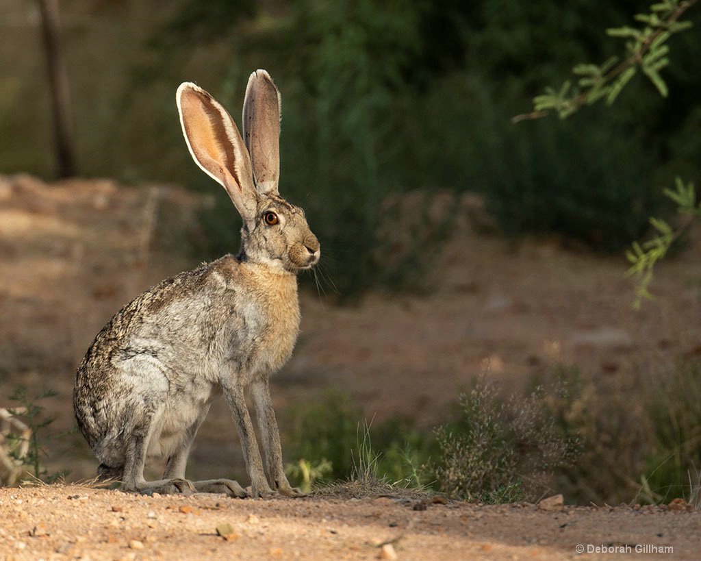 Giant bunny